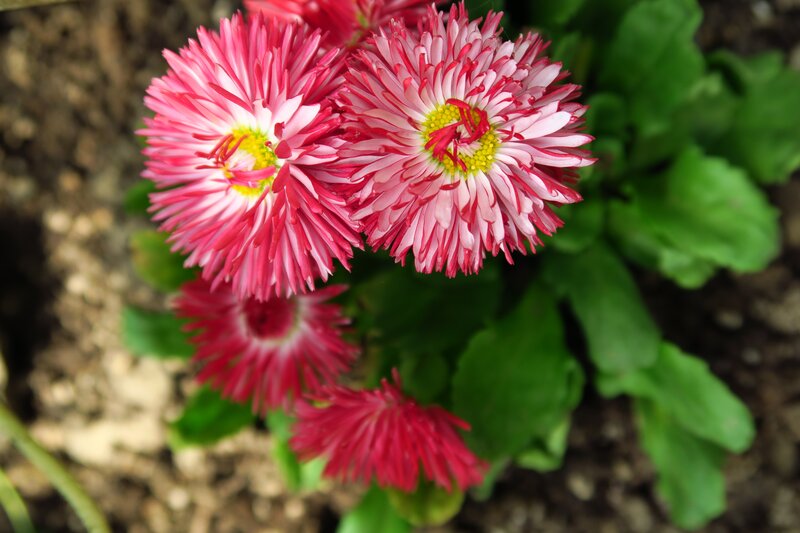 Pink Daisy Flowers — Calm, Spring, Photograph, Green Leaves, Soil