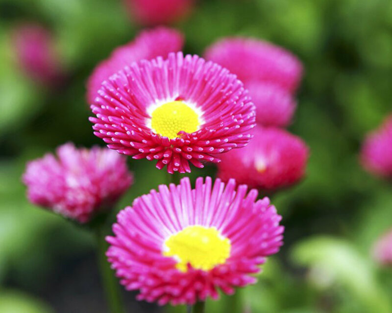 Pink Daisy Flowers — Calm, Spring, Photograph, Green Leaves, Yellow Centers