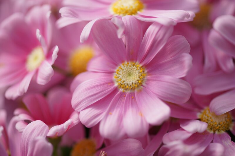 Pink Daisy Flowers — Calm, Spring, Photograph