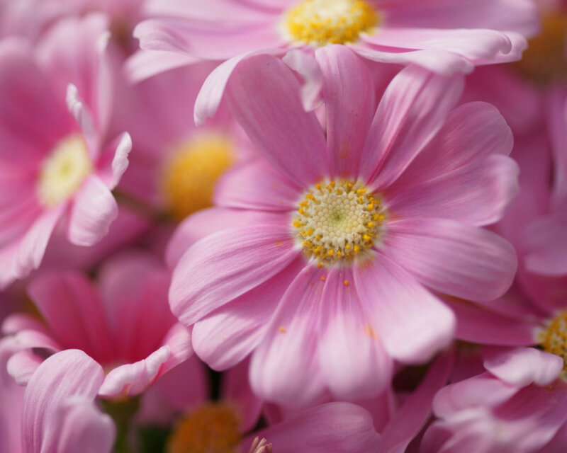 Pink Daisy Flowers — Calm, Spring, Photograph, Yellow Centers