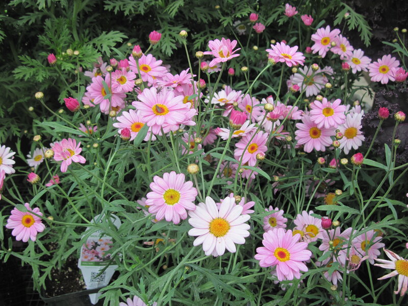 Pink Daisy Flowers — Calm, Spring