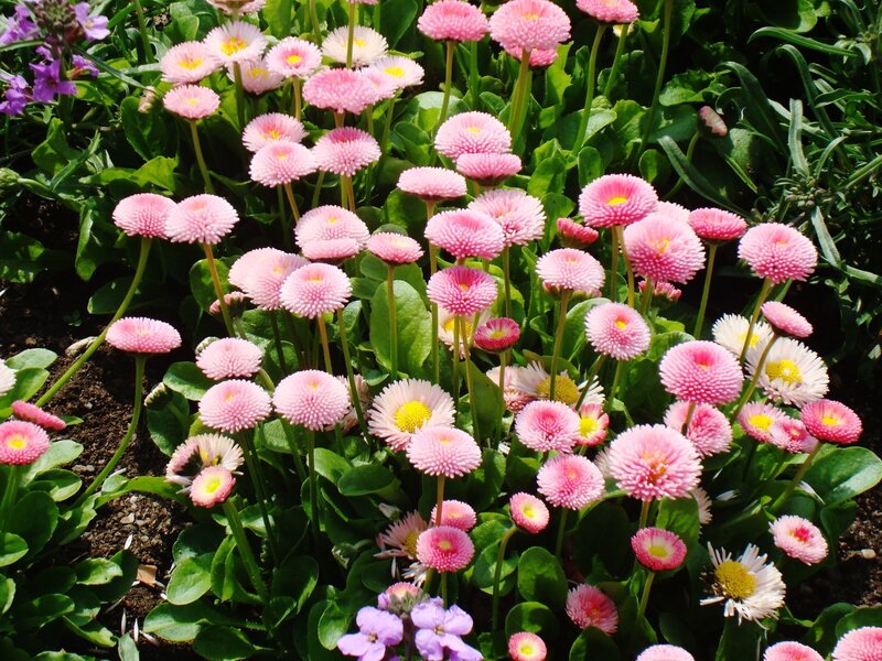 Pink Daisy Flowers — Calm