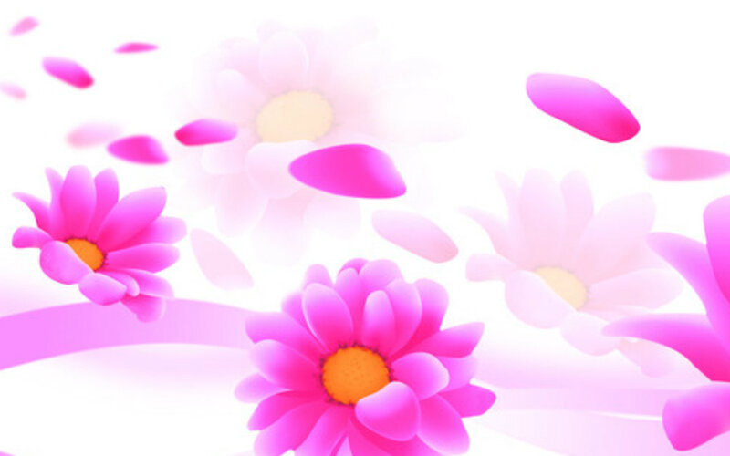 Pink Daisy Flowers — Cheerful