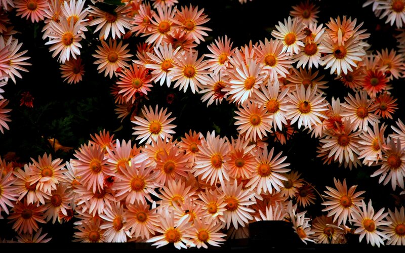 Pink Daisy Flowers — Dramatic, Autumn