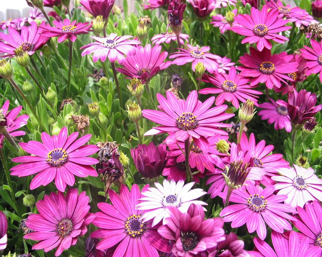Pink daisy flowers in bloom