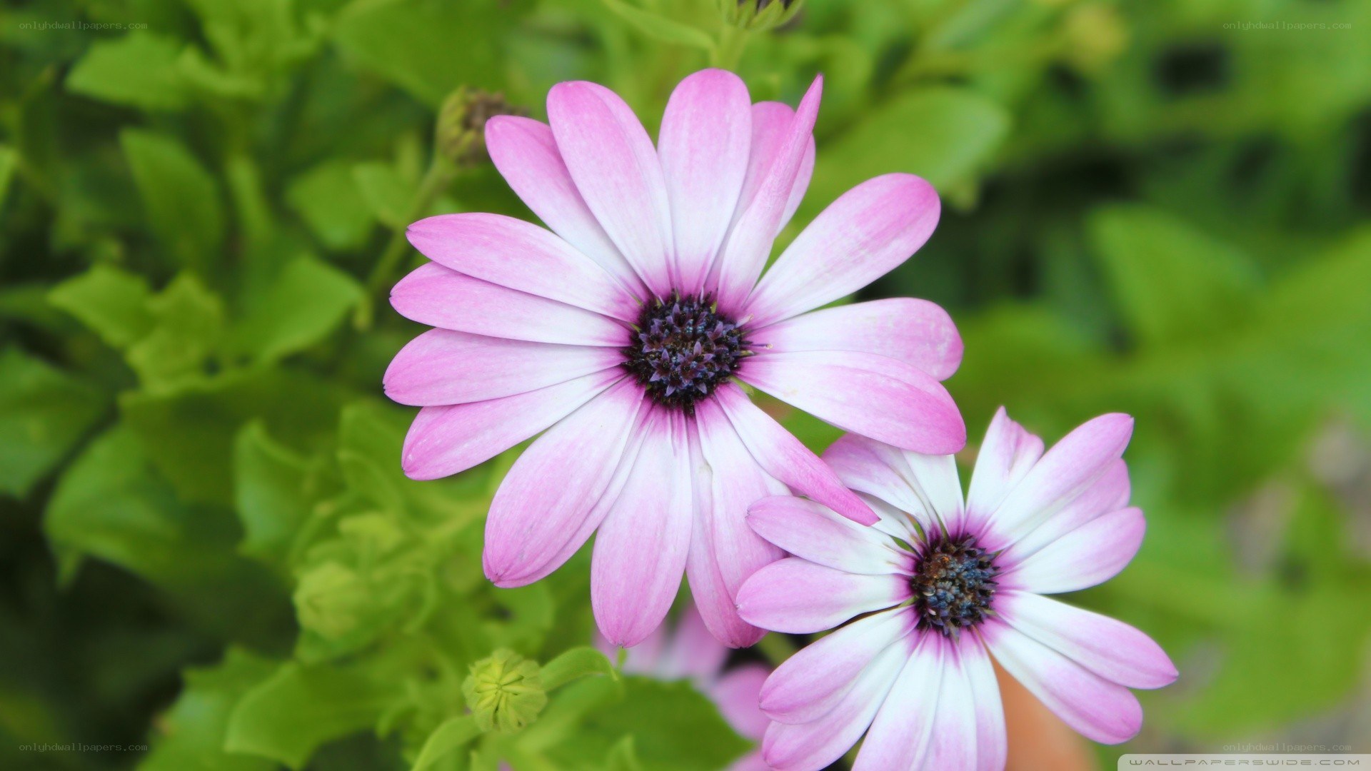 Pink daisy flowers in garden