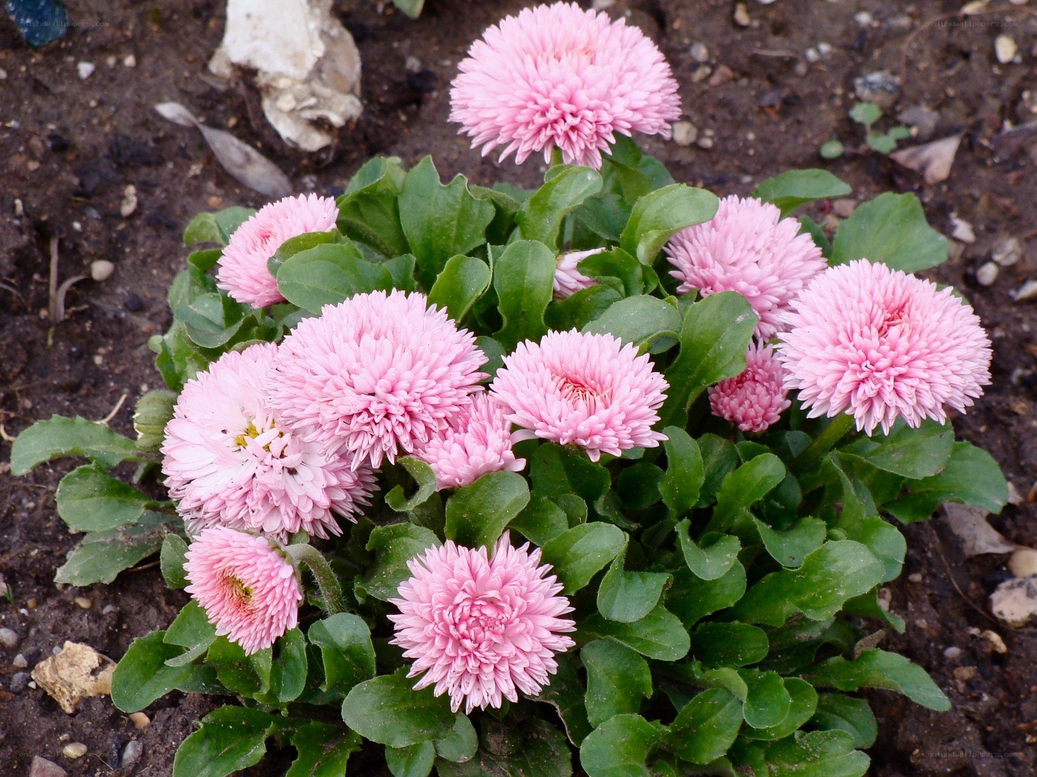 Pink daisy flowers in garden