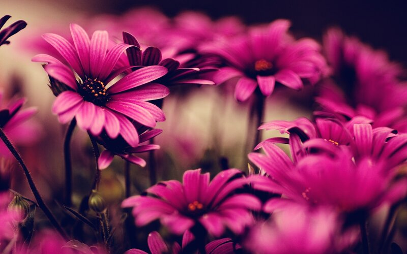 Pink Daisy Flowers — Magenta, Serene