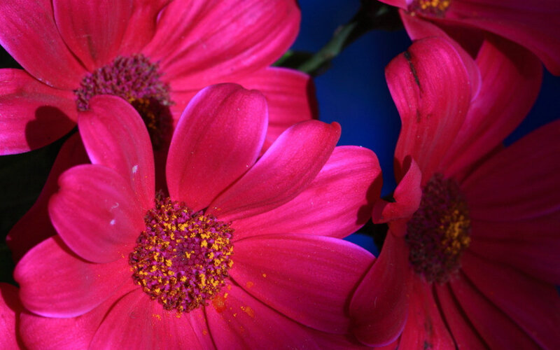 Pink Daisy Flowers — Magenta, Vibrant, Photograph