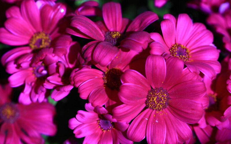 Pink Daisy Flowers — Magenta, Vibrant
