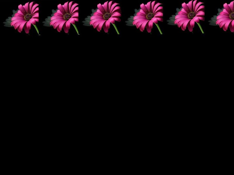 pink daisy flowers on black
