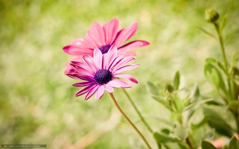 Pink Daisy Flowers — Serene, Afternoon, Photograph, Green Grass