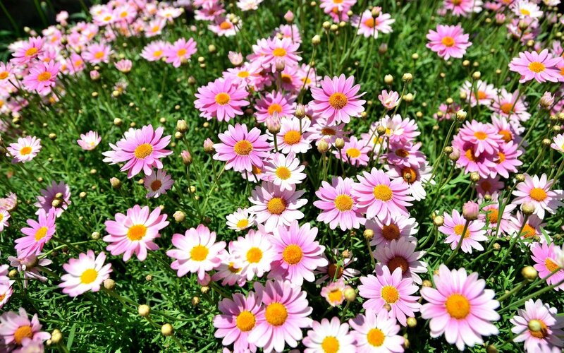 Pink Daisy Flowers — Serene, Afternoon, Photograph