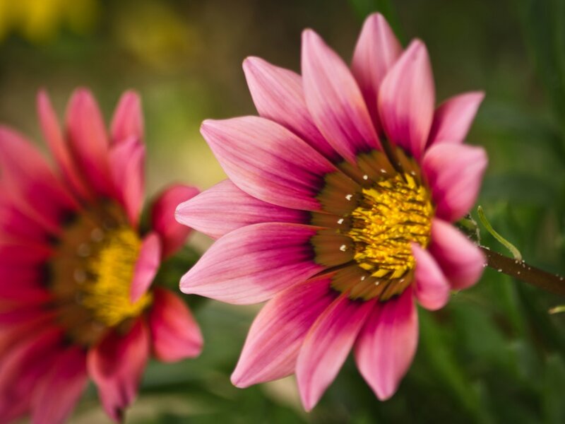 Pink Daisy Flowers — Serene, Afternoon, Photograph, Yellow Center