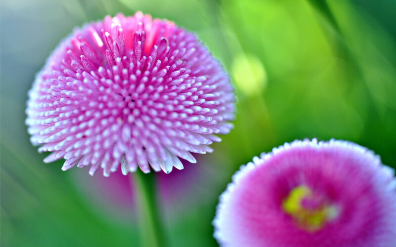 Pink Daisy Flowers — Serene, Afternoon