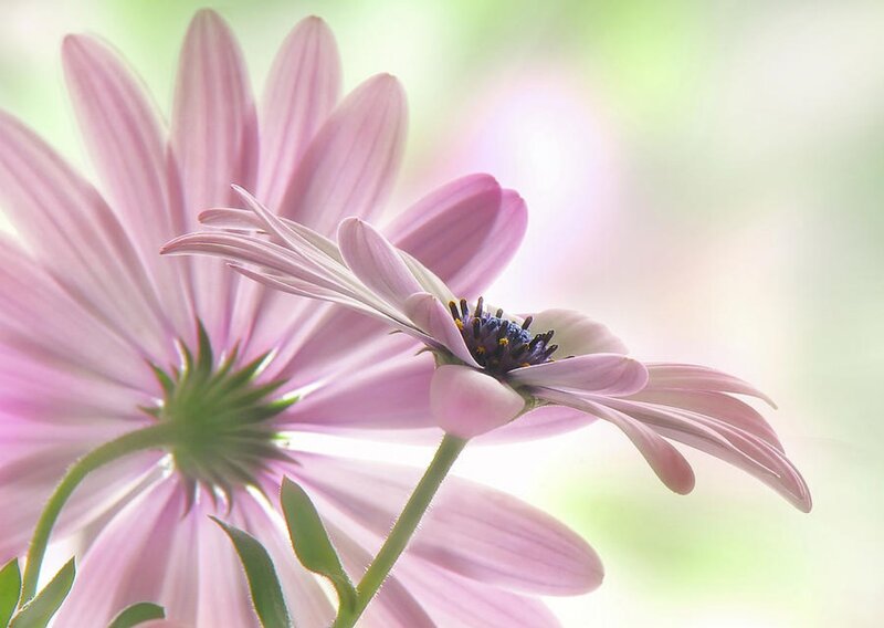 Pink Daisy Flowers — Serene, Morning