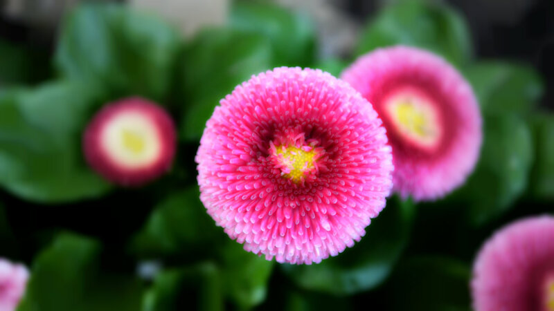 Pink Daisy Flowers — Serene, Photograph, Green Leaves