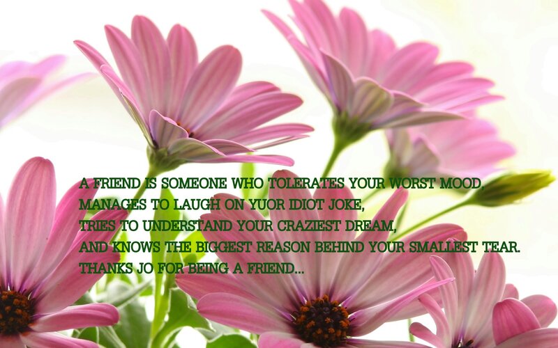 Pink Daisy Flowers — Serene, Photograph, Green Stems