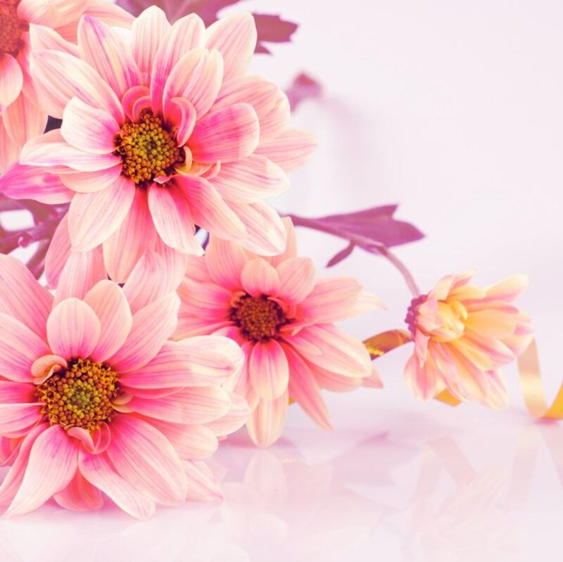 Pink Daisy Flowers — Serene, Photograph, Leaves