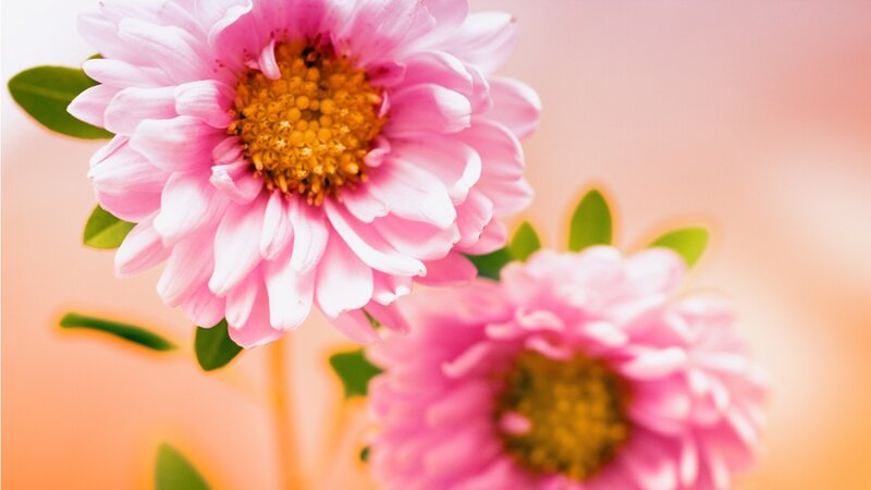 Pink Daisy Flowers — Serene, Photograph