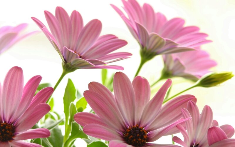 Pink Daisy Flowers — Serene, Spring, Photograph, Green Leaves