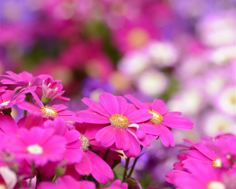 Pink Daisy Flowers — Serene, Spring, Photograph, Petals