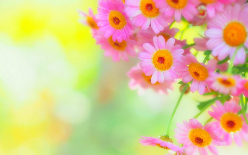 Pink Daisy Flowers — Serene, Spring, Photograph, Yellow Background
