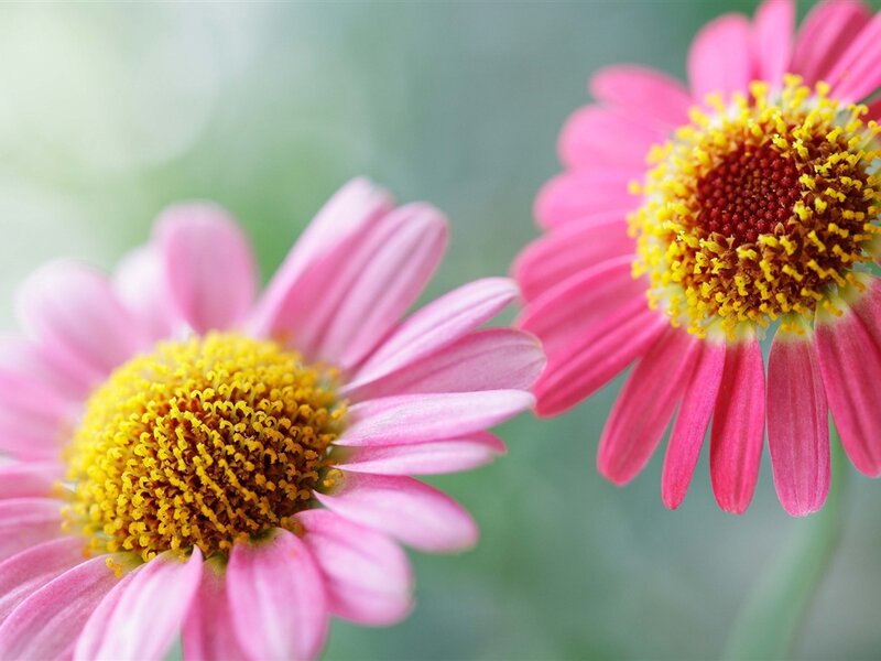 Pink Daisy Flowers — Serene, Spring, Photograph, Yellow Centers, Green Background