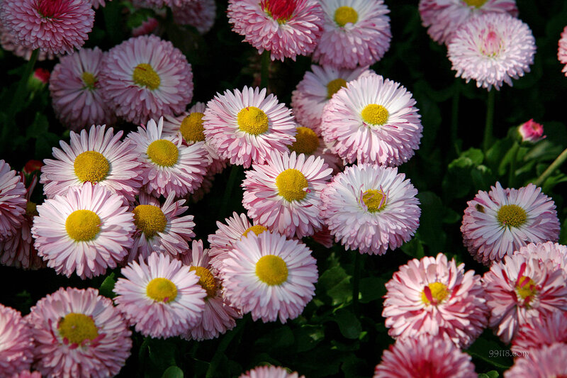 Pink Daisy Flowers — Serene