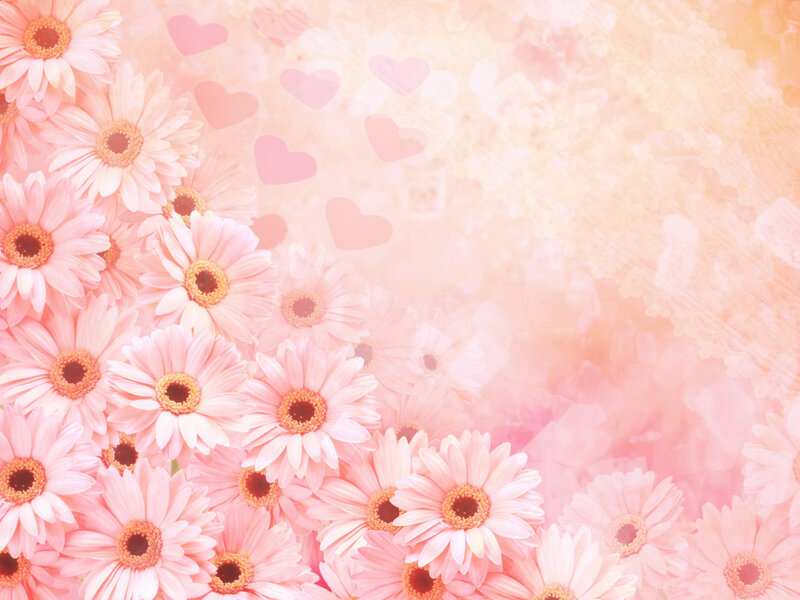 Pink Daisy Flowers — Soft, Illustration