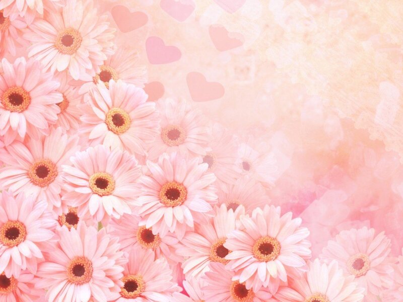 Pink Daisy Flowers — Soft