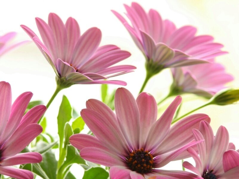 Pink Daisy Flowers