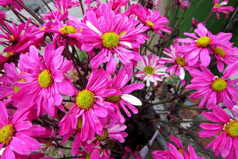 Pink Daisy Flowers — Vibrant, Afternoon
