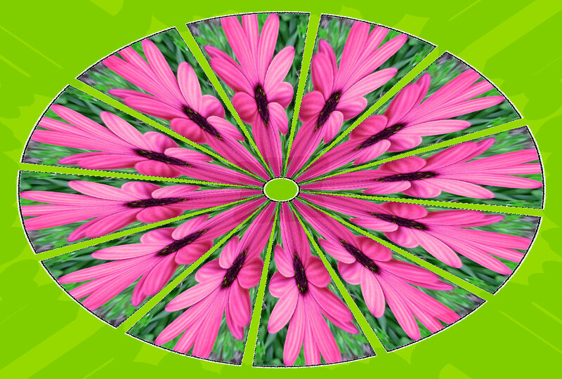 Pink Daisy Flowers — Vibrant, Photograph, Grass