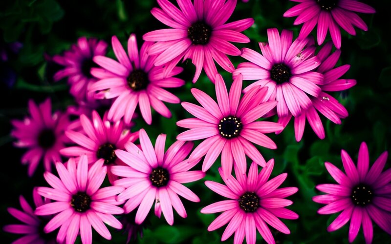 Pink Daisy Flowers — Vibrant, Photograph, Green Leaves, Black