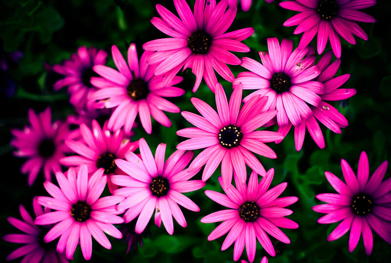 Pink Daisy Flowers — Vibrant, Photograph, Green Leaves