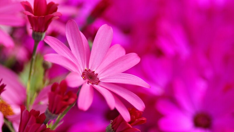 Pink Daisy Flowers — Vibrant, Photograph, Petals