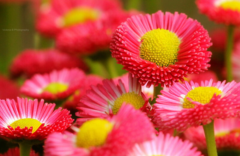 Pink Daisy Flowers — Vibrant, Spring, Photograph