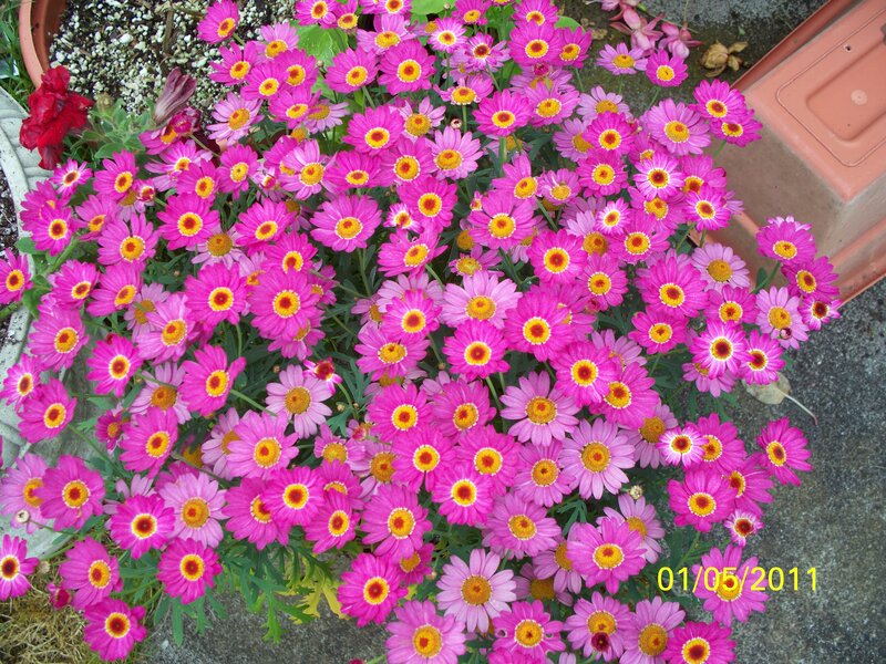 Pink Daisy Flowers — Vibrant, Spring