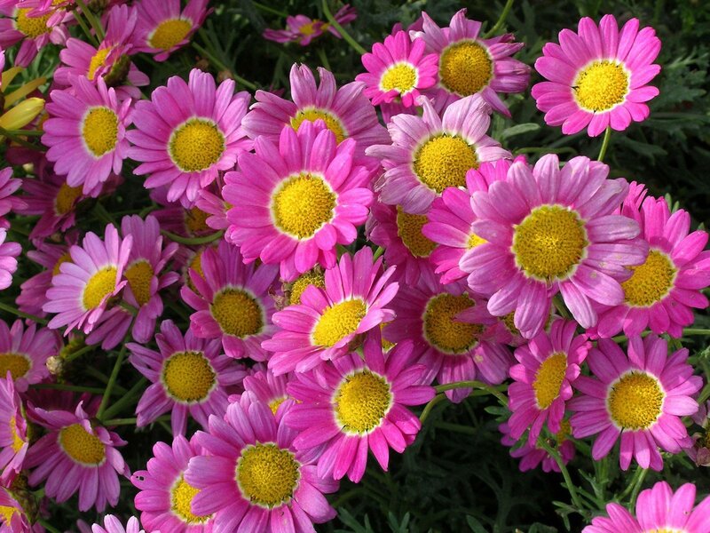 Pink Daisy Flowers — Vibrant, Summer, Photograph