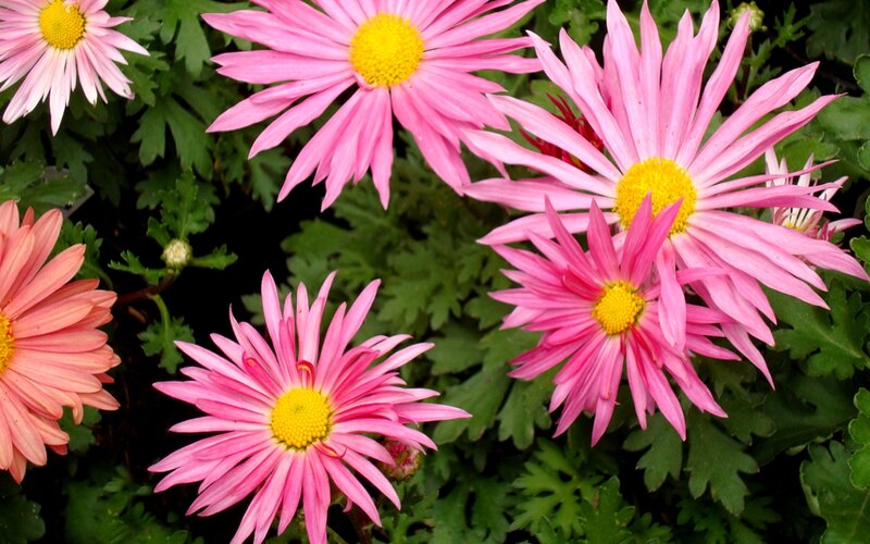Pink Daisy Flowers — Vibrant, Summer