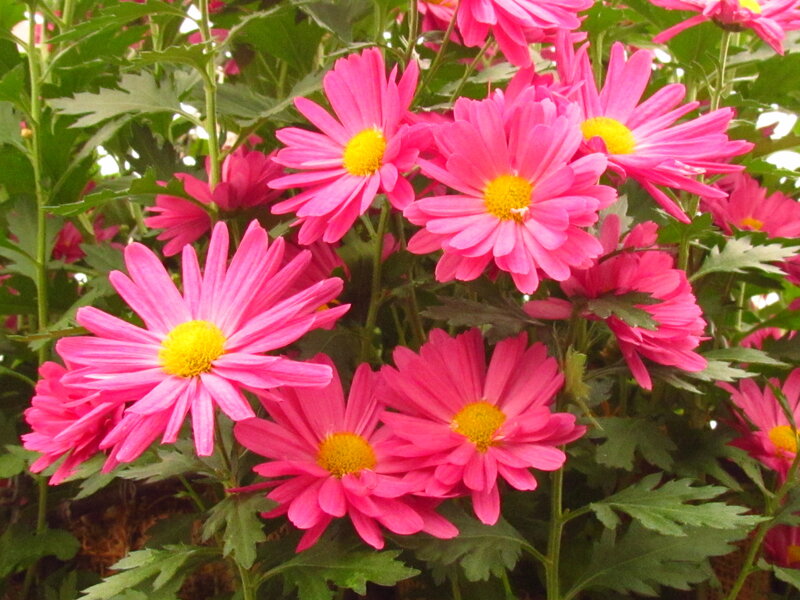 Pink Daisy Flowers — Vibrant