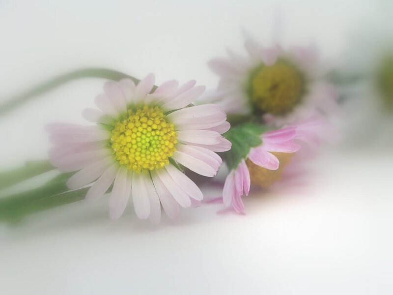 Pink Daisy Flowers — White