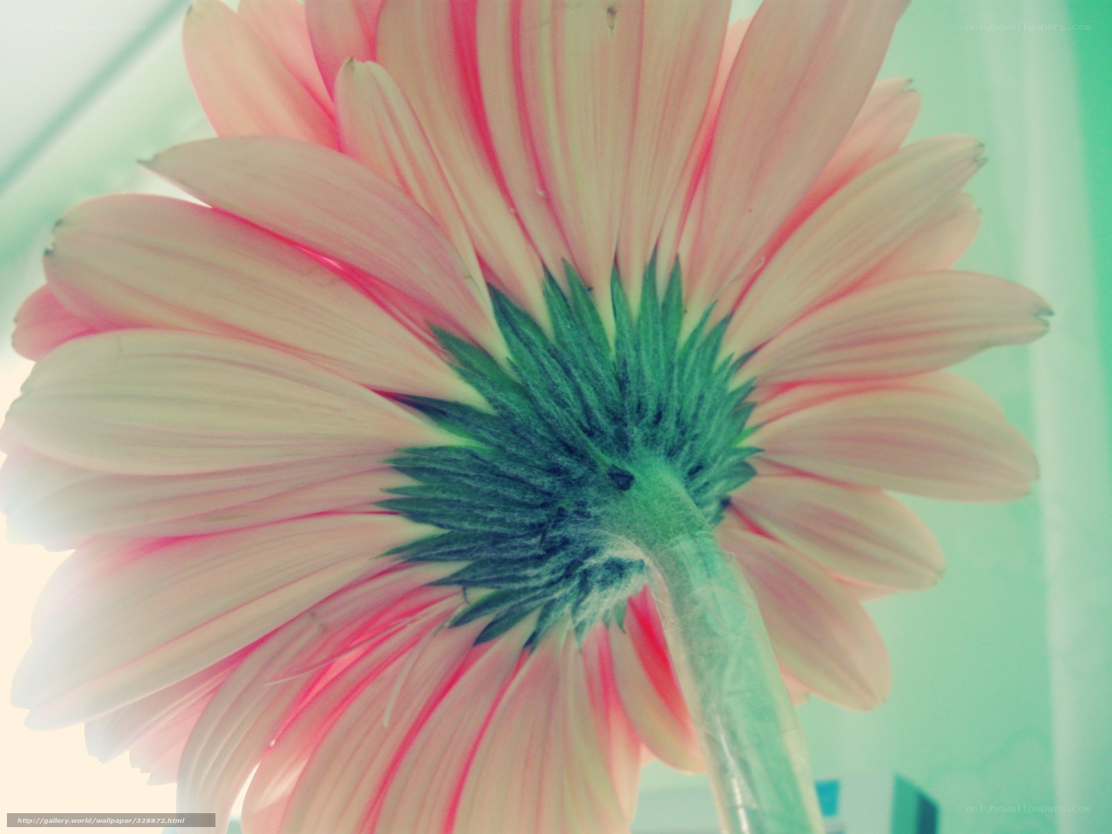 Pink daisy from below