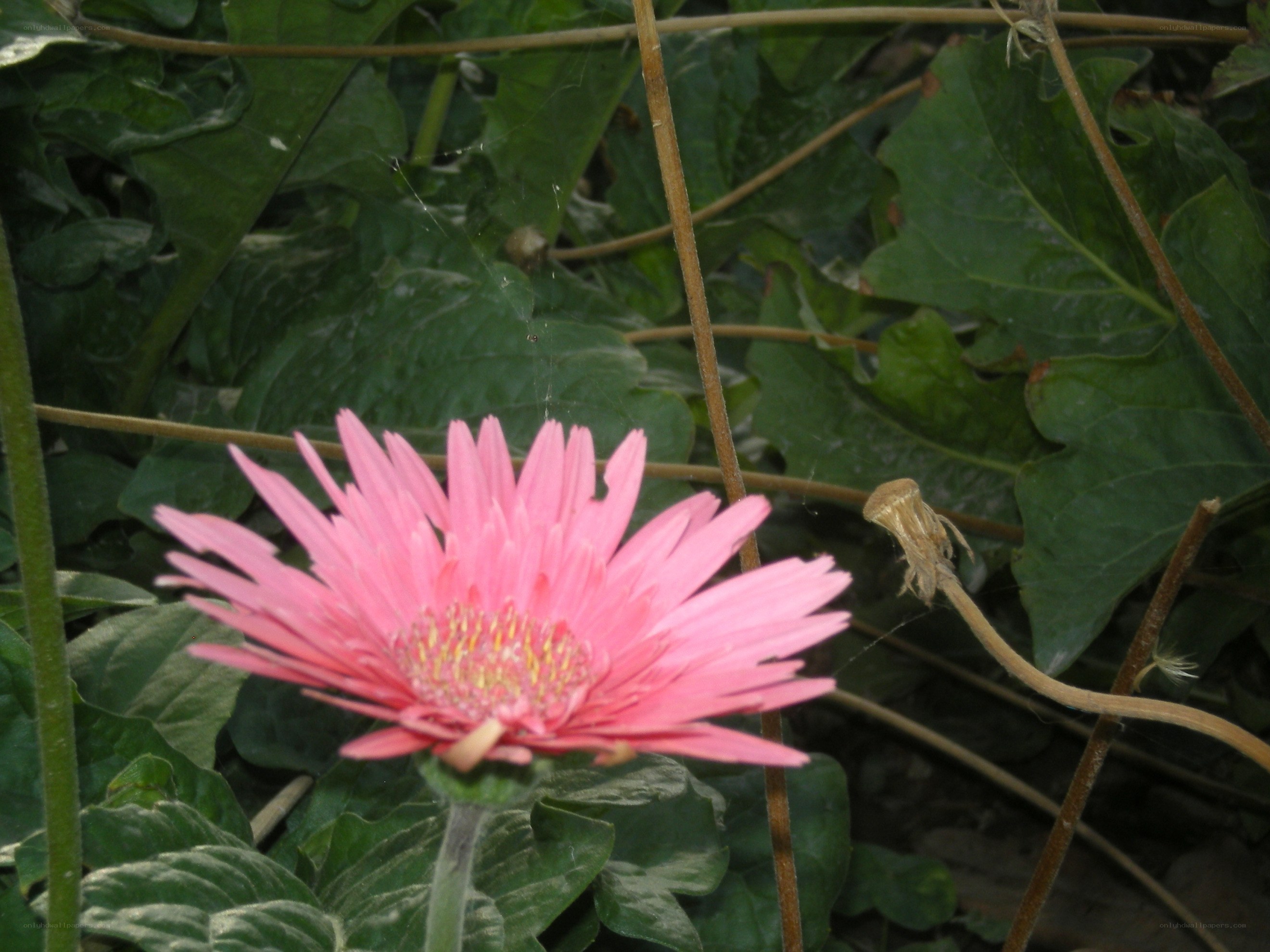 Pink daisy in garden