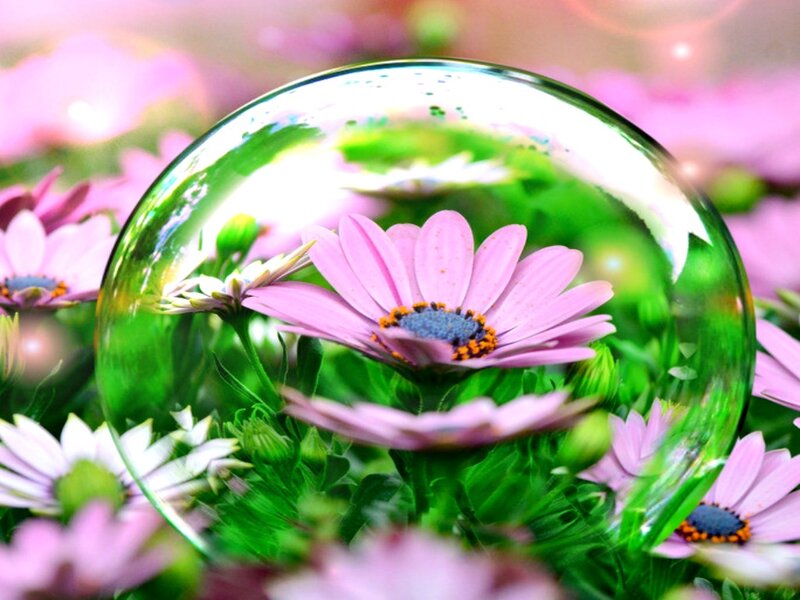 Pink Daisy in Glass Sphere