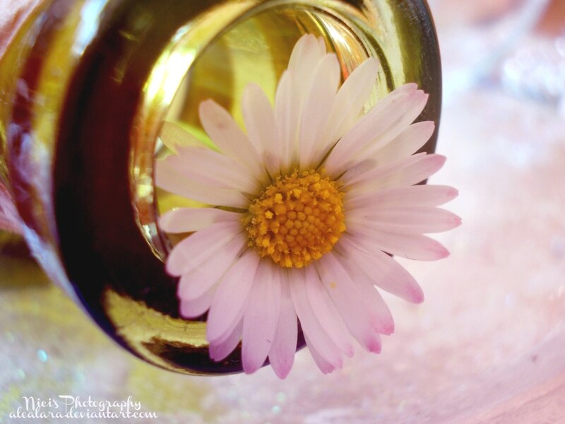 Pink Daisy in Glass