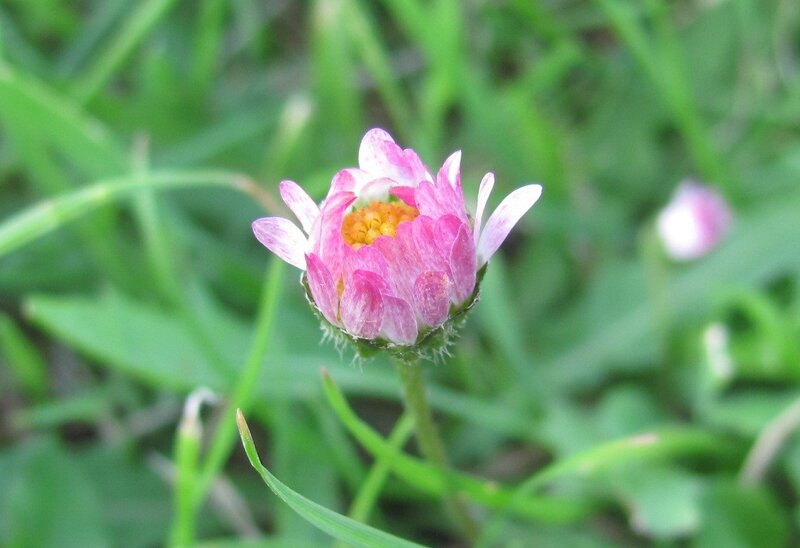 Pink daisy in grass