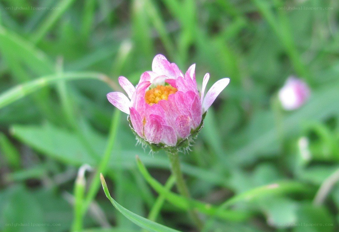 Pink daisy in grass