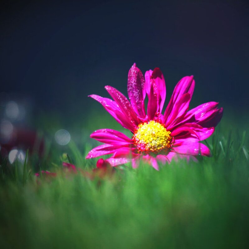 Pink Daisy in Grass — Dramatic